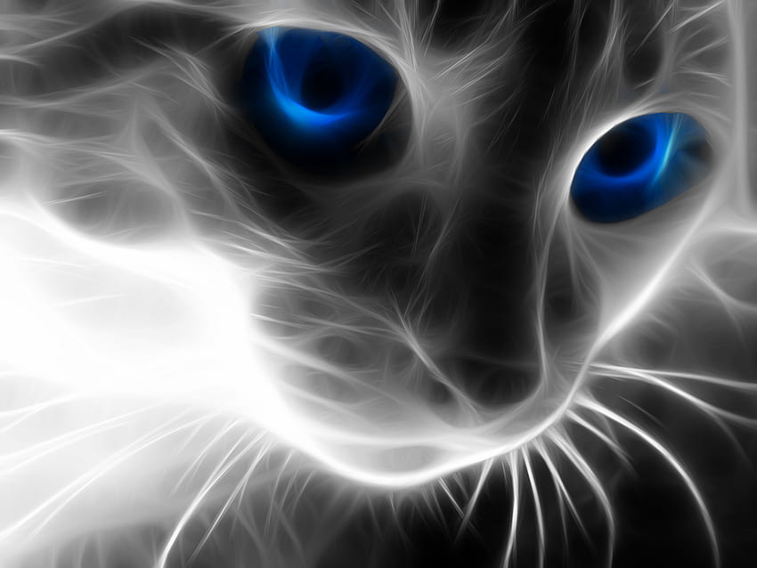 Publique su ^^ - Foro AFO. Gato con ojos azules, gato, gatos salvajes, lindo gato negro fondo de pantalla