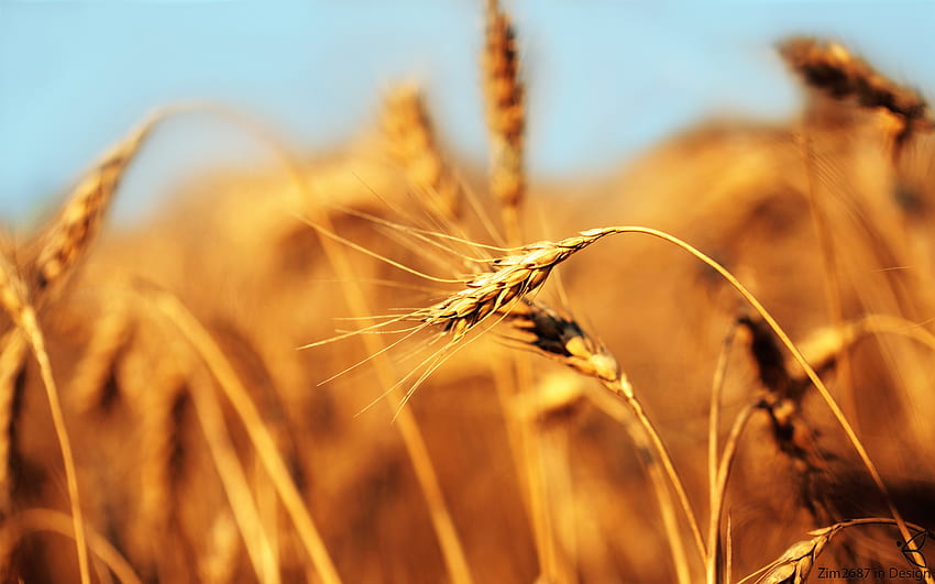 Weizen, Feld, Natur, Brot, Gold HD-Hintergrundbild