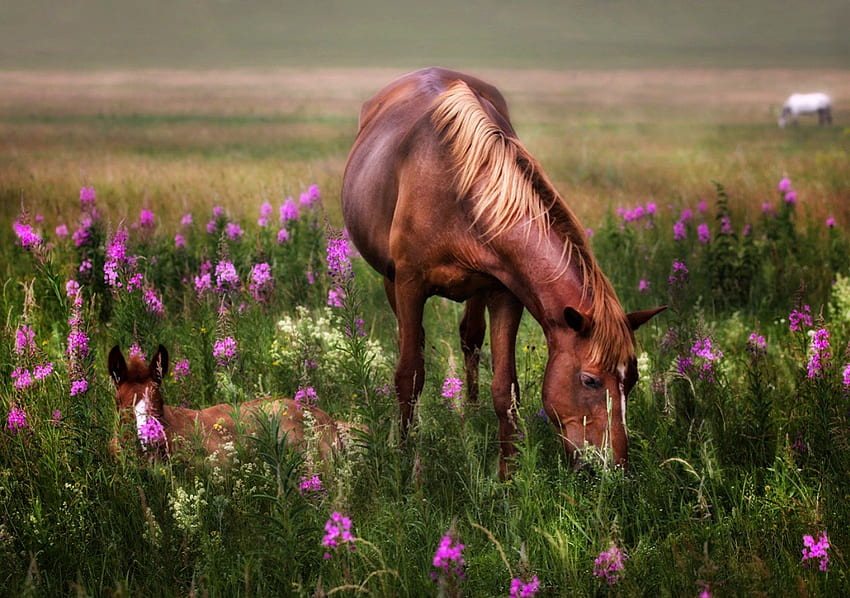 Horses, horse, field, animals, green, flowers, grass, splendor HD wallpaper