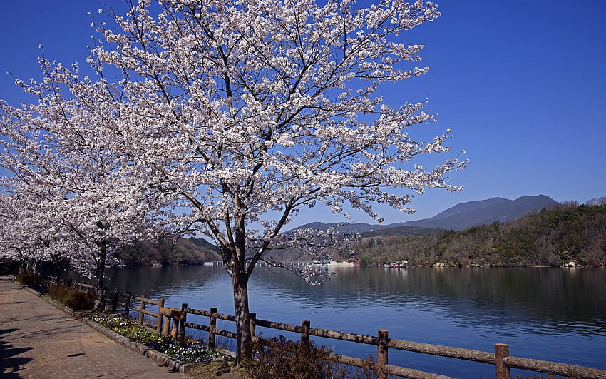 Inne: Kwiaty Wiśni Kwiaty Japońskie Natura Zen Japonia Kraj Tapeta HD
