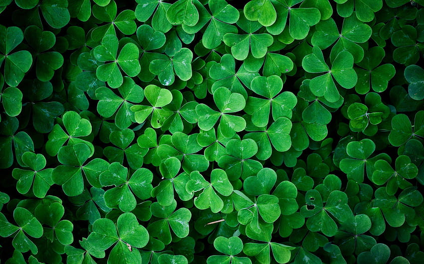 Clover . Pretty Clover, Water Clover HD wallpaper | Pxfuel