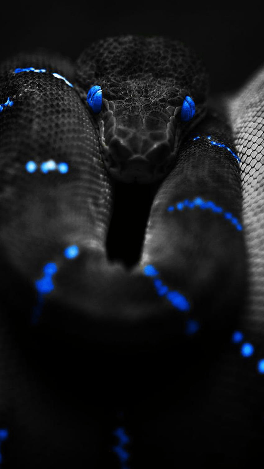 Snake Live Ios ✓ The Best, Viper Snake iPhone HD phone wallpaper