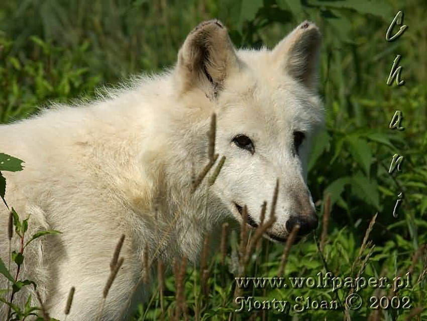 잔디 속의 차니, 차니, 잔디 야생 미녀, 늑대, 새끼 늑대 HD 월페이퍼