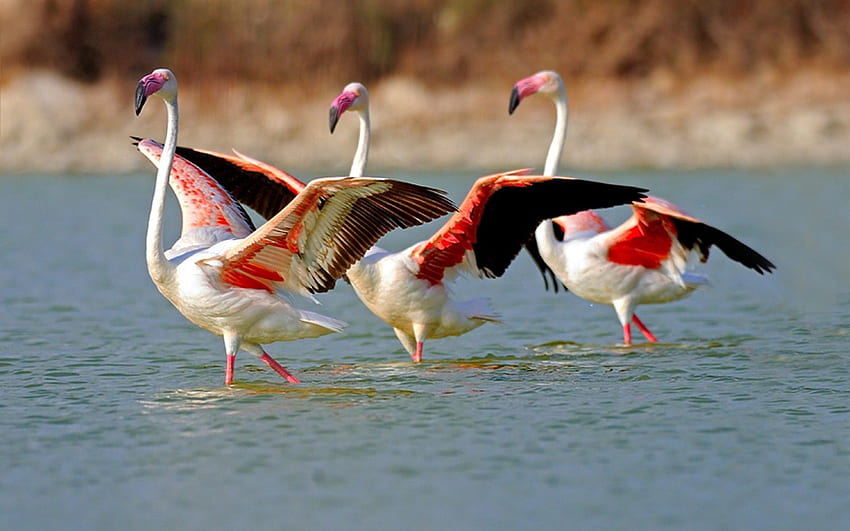 Flamingo, Hewan, Burung, Air, Danau, Berjalan-jalan, Besar, Besar Wallpaper HD