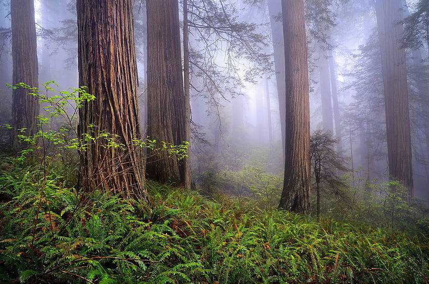 Redwood Forest HD wallpaper