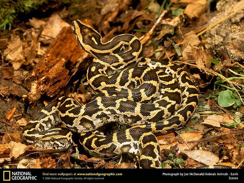Burmese Pythons mating. Amphibiens et reptiles HD wallpaper