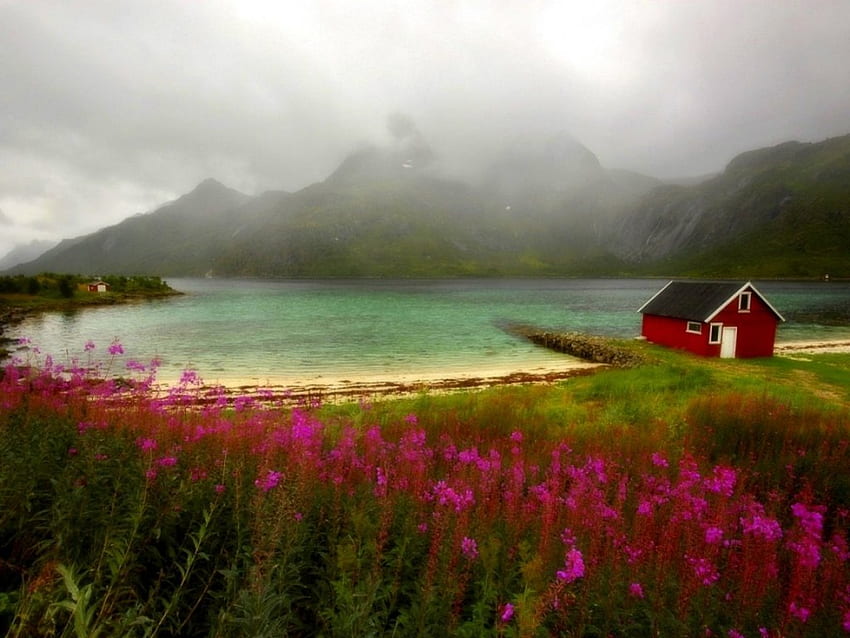 Wildflower Lake, purple wildflowers, lake, wildflowers, mist, fog, shed, field, cottage, mountains HD wallpaper