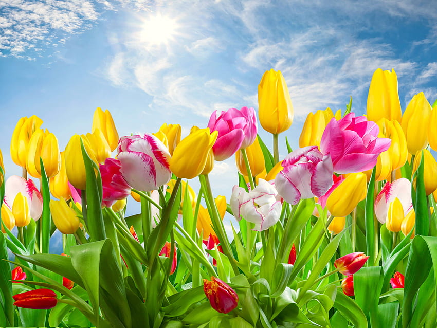 Kwiaty: Wiosna Sunshine Kolory Tulipany Różowy Żółty Natura Kwiaty Tapeta HD