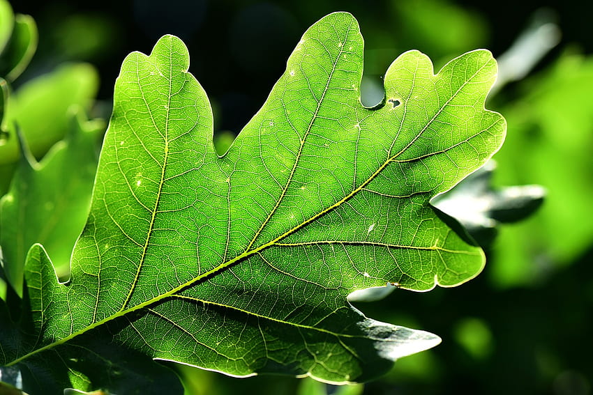 Oak Leaf Vein Pattern HD wallpaper