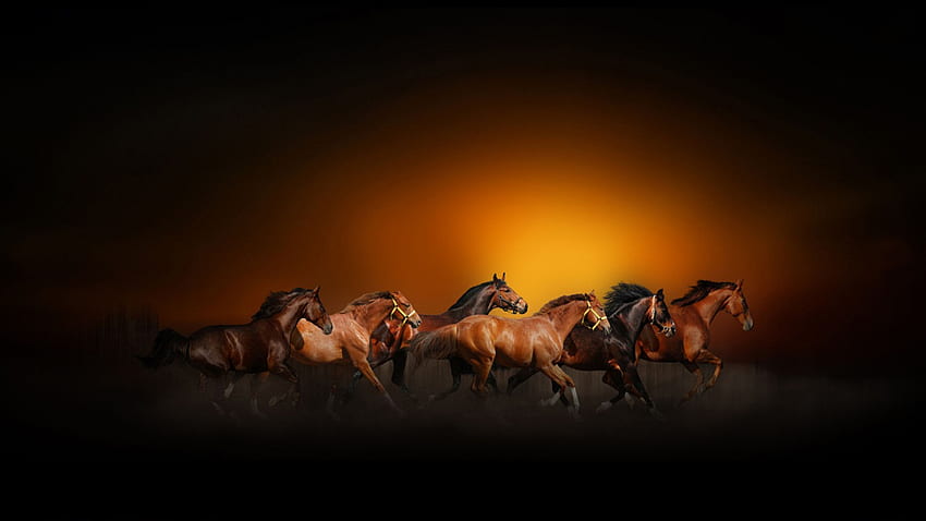 lindo, animal, cavalos, adorável, beleza papel de parede HD