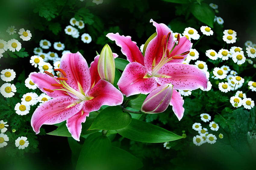 Spring & Pink Easter Lilies HD wallpaper