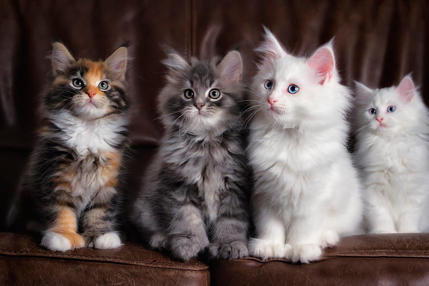 동물, 고양이, 여러 가지 빛깔의, 솜 털, 귀여운, 새끼 고양이 HD 월페이퍼