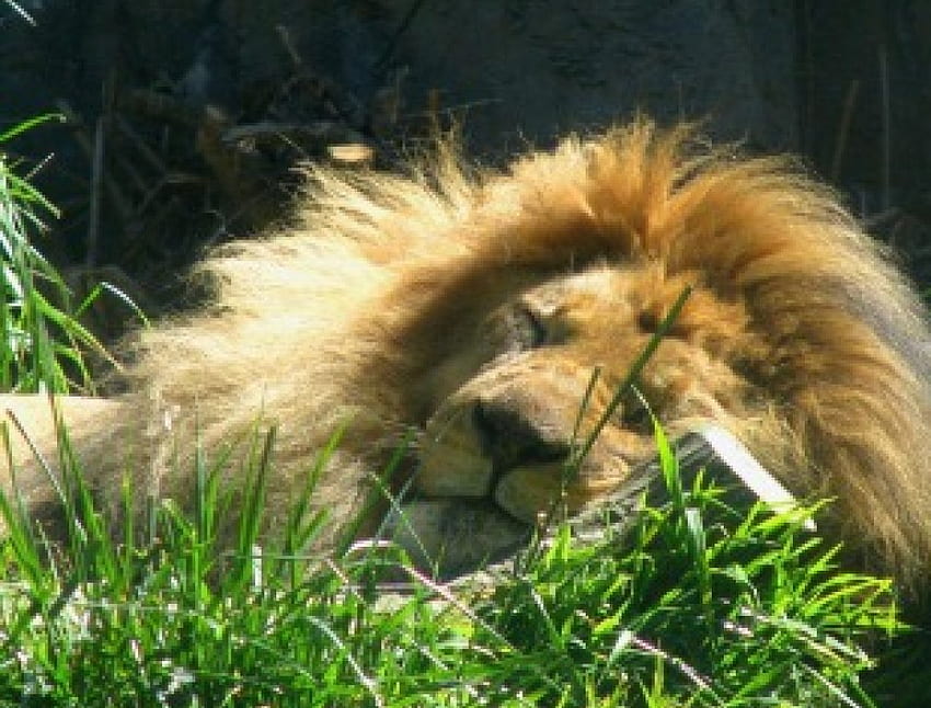Leo the lion, animal, lion HD wallpaper