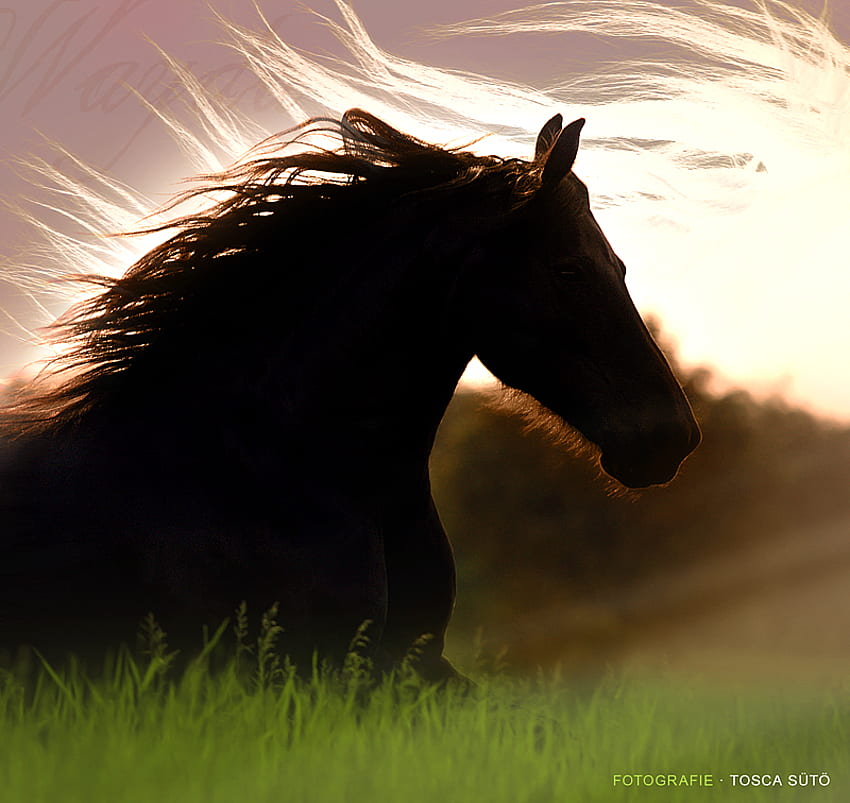 Amanecer, caballos, correr, campo. fondo de pantalla