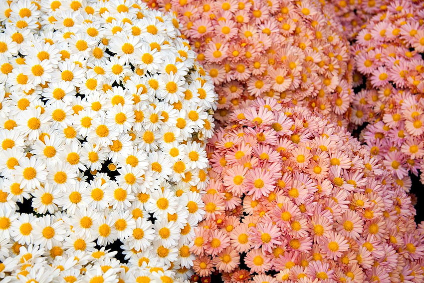 Flowers Tumblr, Grunge Floral HD wallpaper