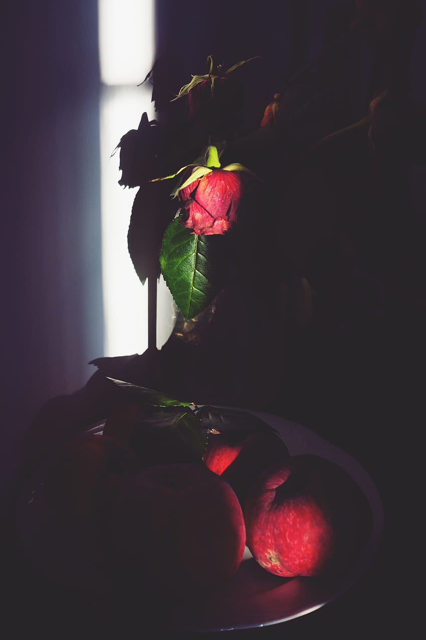 Dead rose · Stock, Dying Rose HD phone wallpaper