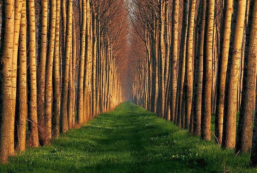 Trees in Line, trees, cool, in line HD wallpaper
