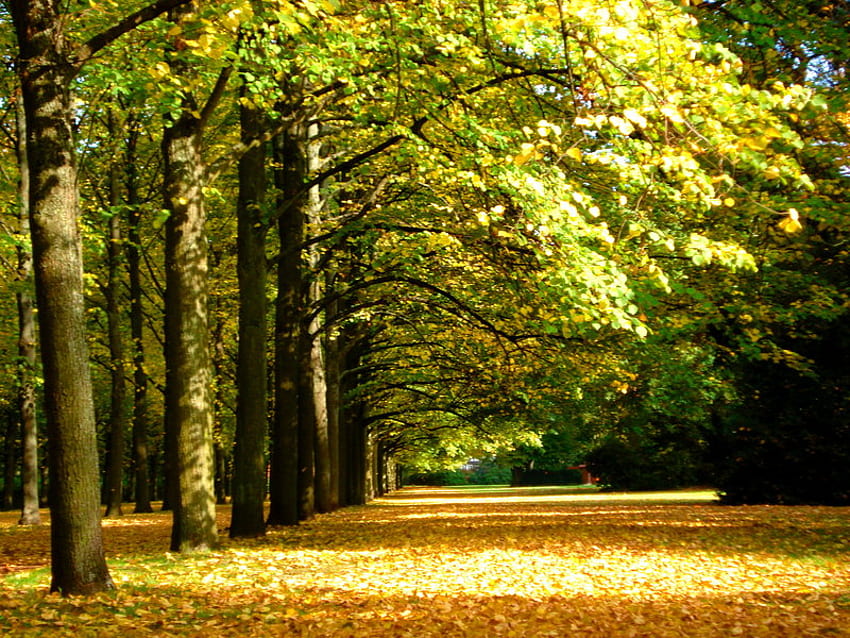 La fin de l'été, France, bois, chemin, automne, jardin, france, parc, été, arbres, automne, forêt Fond d'écran HD