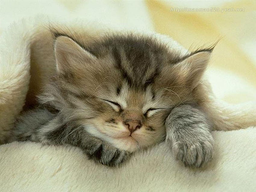 Cute Kitten Kittens 13938596 [], Mobil ve Tabletiniz için. Very Cute Kitten'ı Keşfedin. Kitten for , Kediler için , Sevimli HD duvar kağıdı