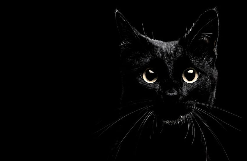 Black Cat HD wallpaper | Pxfuel