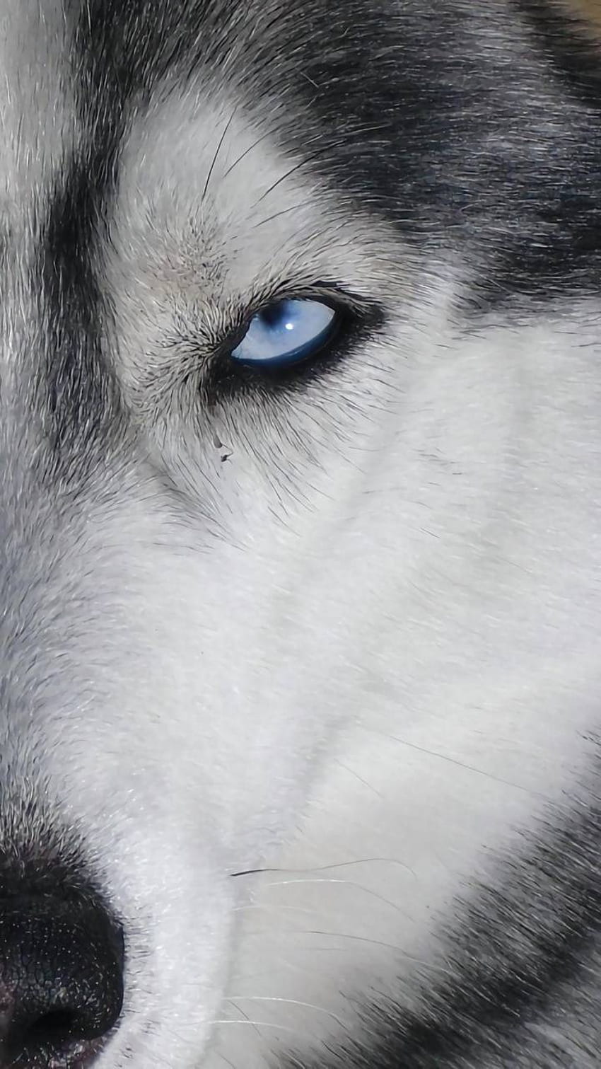 Wolf eye, Blue Wolf Eyes HD phone wallpaper | Pxfuel