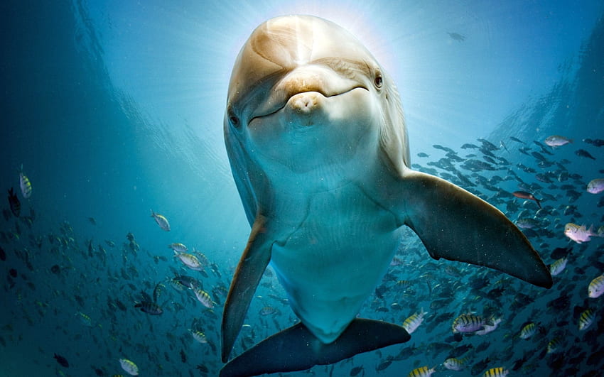 Dolphin Macbook Pro Retina HD wallpaper