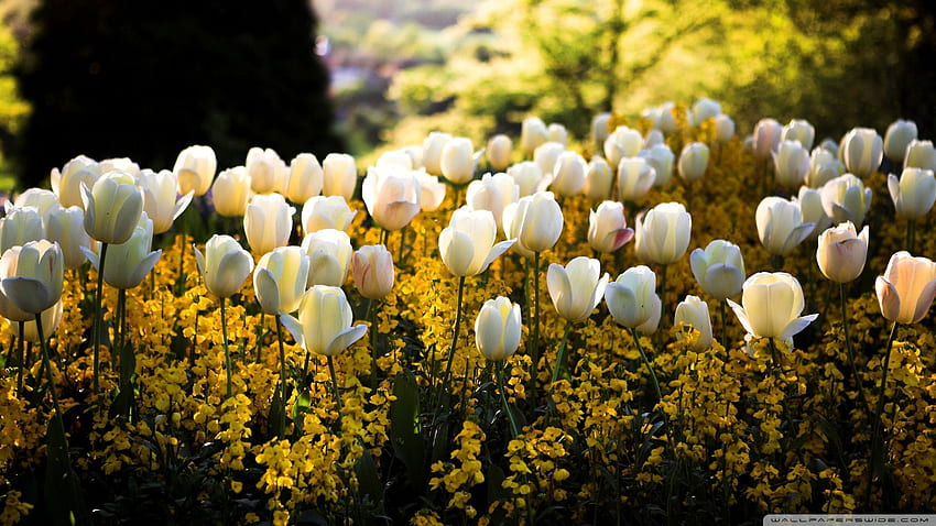 White Tulips Ultra Background for U TV : & UltraWide & Laptop : Tablet : Smartphone, White Tulips HD wallpaper