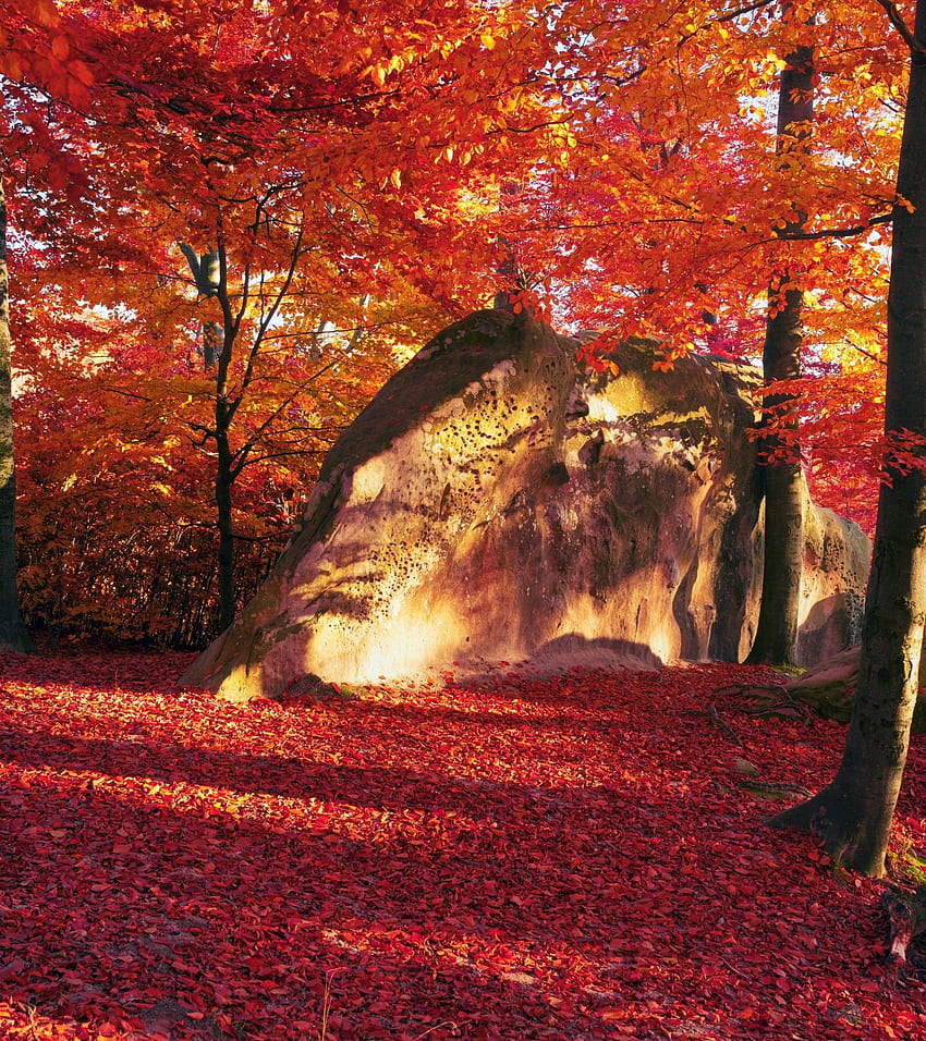 가, 붉은 잎, 나무, 바위, 단풍, 바위, 가 HD 전화 배경 화면