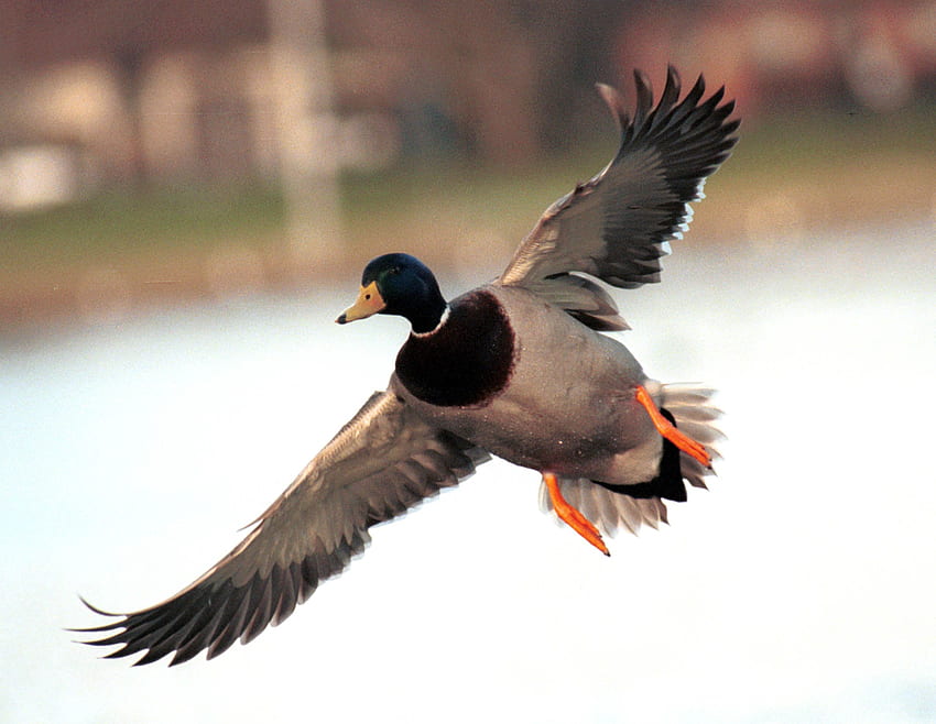 Male Mallard Duck in Flight HD wallpaper