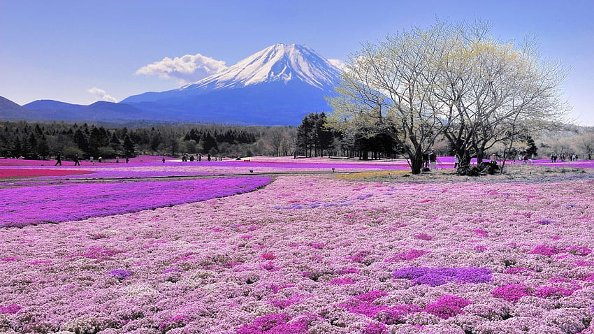 Scenario completo del Monte Fuji in Giappone. Mocah, scenico giapponese Sfondo HD