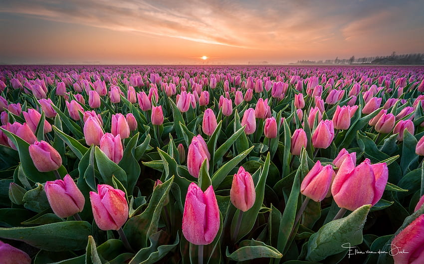 ดอกทิวลิปสีชมพู ดอกทิวลิป เนเธอร์แลนด์ ฤดูใบไม้ผลิ ตอนเช้า วอลล์เปเปอร์ HD