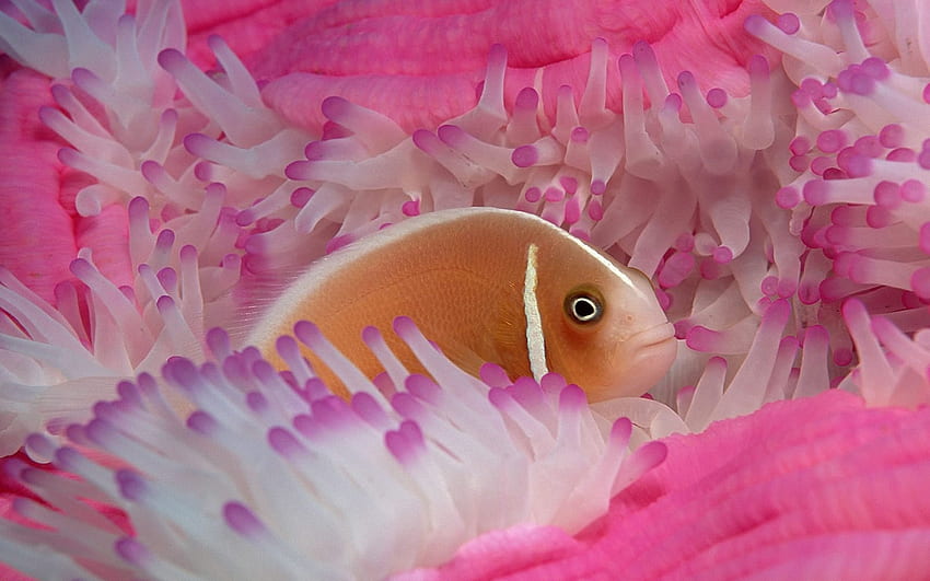 Ikan Tropis, laut, bawah air, ikan, tropis Wallpaper HD