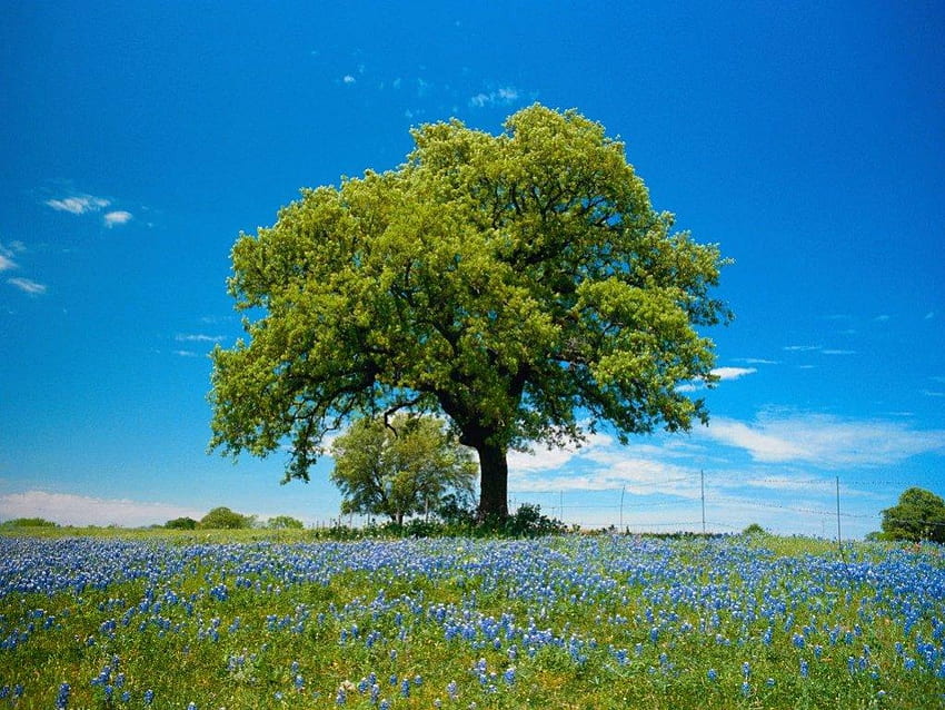 Spring field, blue sky, field, Grape hyacinth, spring, tree HD wallpaper