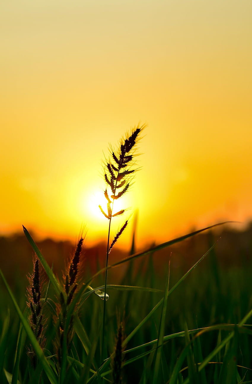 Sonnenuntergang auf dem Reisfeld. Landschaftsgrafiknatur, Sommernaturgrafik, Sonnenaufgangsgrafik HD-Handy-Hintergrundbild