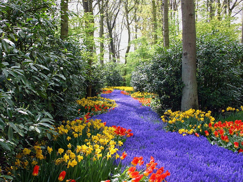 Natur, Blumen, Bäume, Flieder, Tulpen, Narzissen, Lila HD-Hintergrundbild