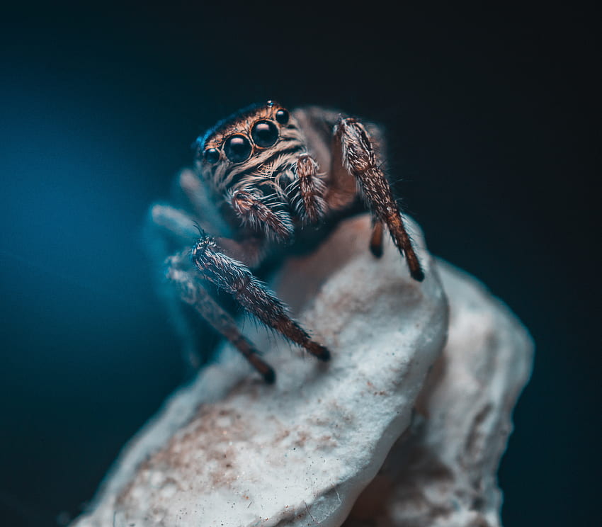 Macro, Eyes, Insect, Spider HD wallpaper
