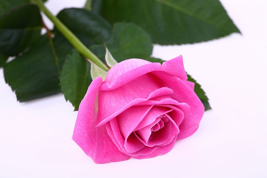 Singola rosa rosa, rose rosa scuro Sfondo HD
