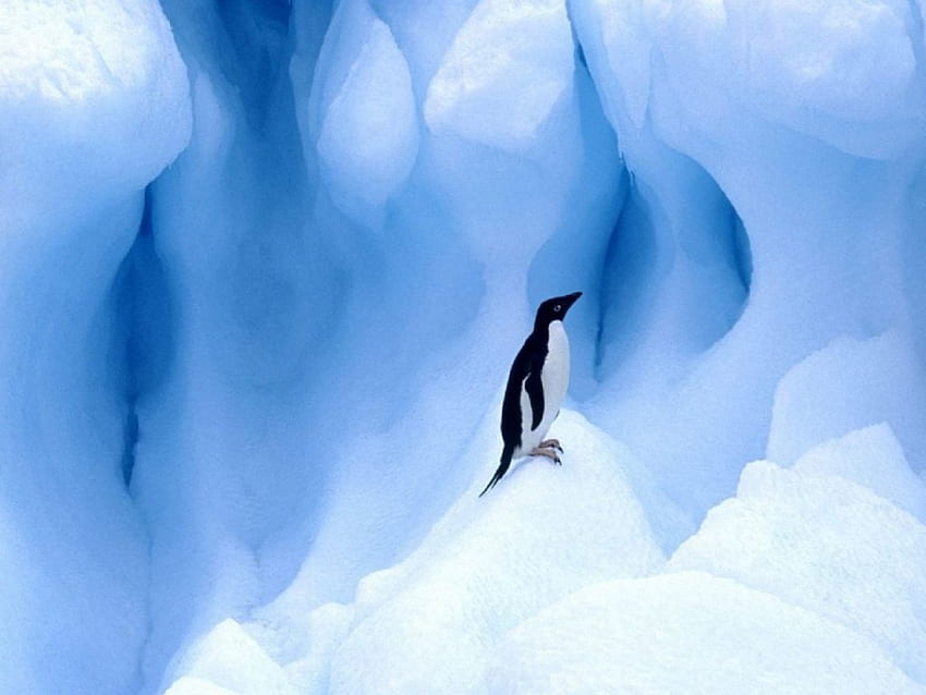 ~Pingüino~, animal, pingüino, pájaro, hielo fondo de pantalla