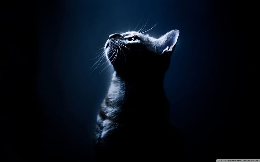 Kitten In The Dark ❤ per Ultra TV, Dark PC Sfondo HD