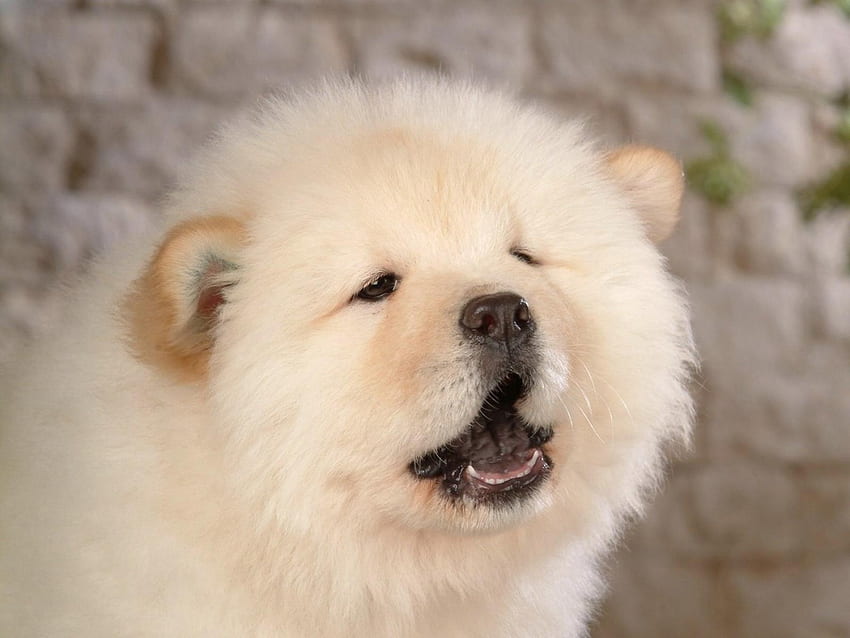 Chow Chow Puppies: The Ultimate Guide for New Dog Owners. The Dog People HD wallpaper