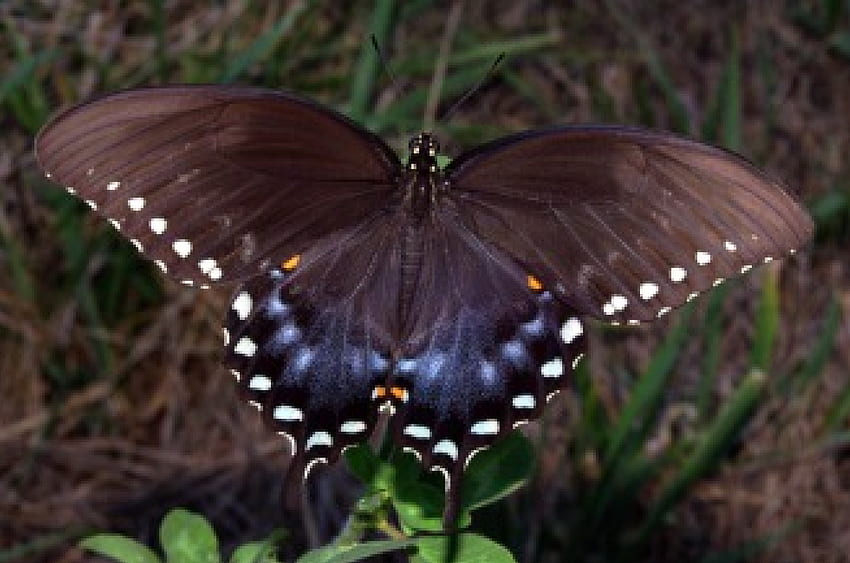 나비, 곤충 HD 월페이퍼