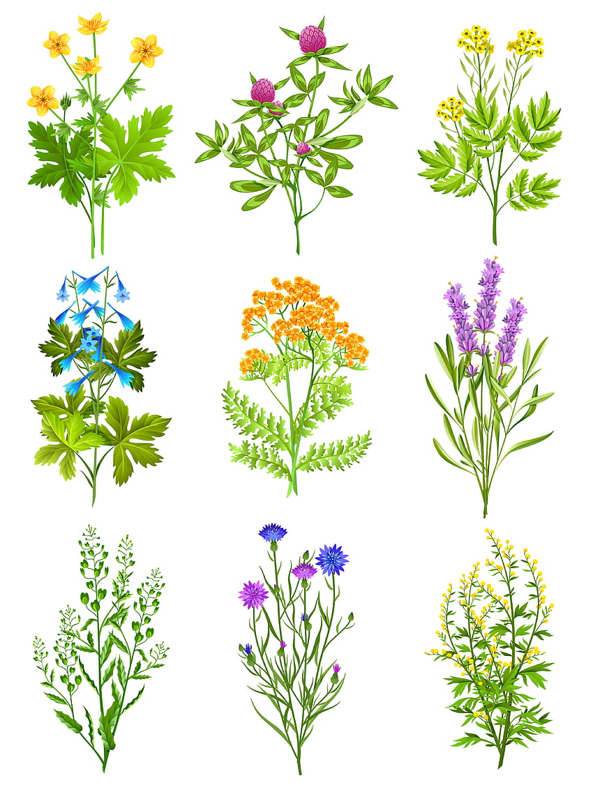 Collection Of Wild Herbs 484581 Vector Art at Vecteezy, Medicinal Herbs HD phone wallpaper