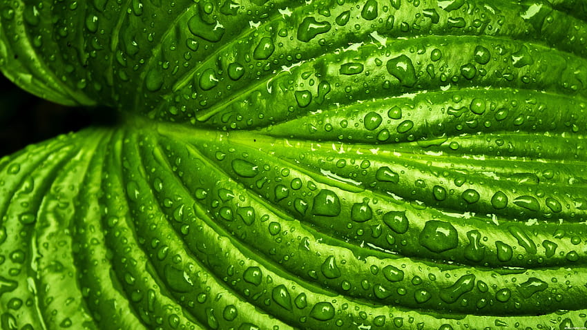 緑の湿った葉をクローズ アップ 高画質の壁紙