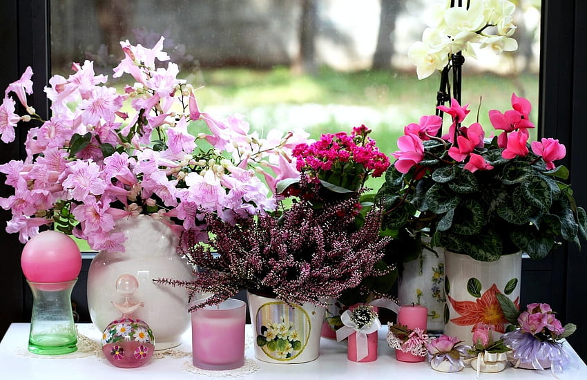 Flowers, Candles, Heather, Window, Orchid, Vases, Kalanchoe, Cyclamen HD wallpaper