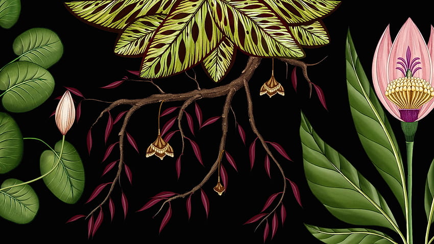 Botany, Botanist HD wallpaper