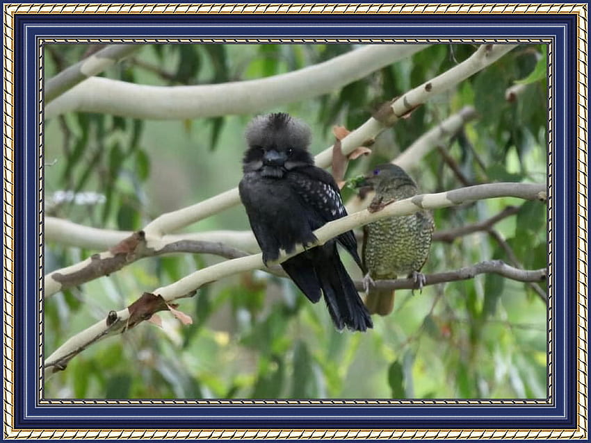 BLACK KOOKABURRA, NATURE, FRAMED, , BIRD HD wallpaper