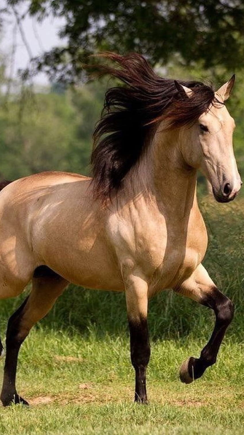 Pretty Horse, pretty, horse HD phone wallpaper