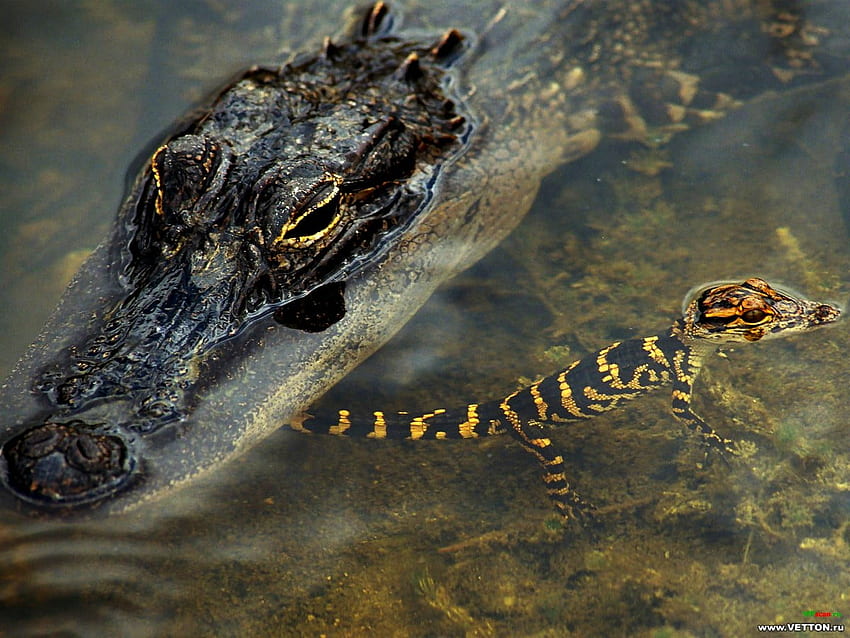 Wonderful Alligator, Reptile, American Alligator background . Best pics, Cute Alligator HD wallpaper