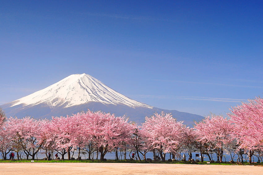สถานที่ที่ดีที่สุดในการชมดอกซากุระในญี่ปุ่น Condé Nast Traveller ภูเขาโยชิโนะ วอลล์เปเปอร์ HD