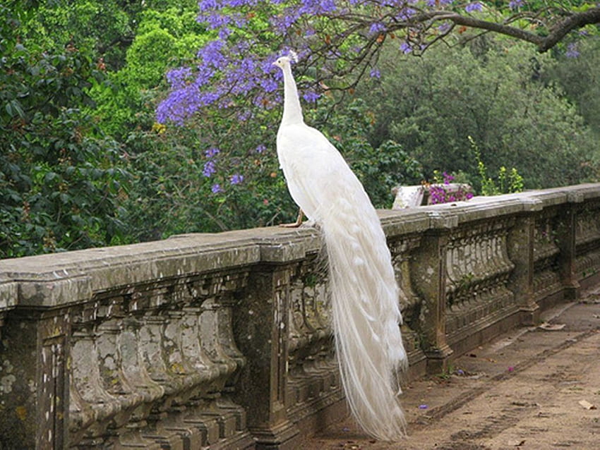 White Peacock . Peacock. Peacocks HD wallpaper